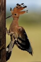 Dudek chocholaty - Upupa epops - Common Hoopoe o0505